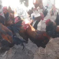 خروس چاق|حیوانات مزرعه|کمیجان, |دیوار