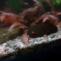 ماهی و گیاه|ماهی|لاهیجان, لیالستان|دیوار