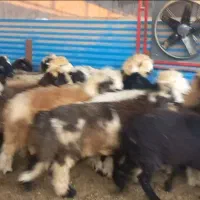 گوسفند پرواری چاق در بوشهر