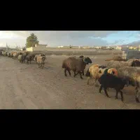 میش و شیشک بره دار قوچ