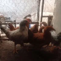 ۸عدد جوجه چهار ماهه دونه ۶۰۰