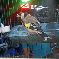 سهره