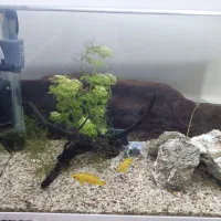 اکواریوم باهمەی تجهیزات|ماهی|پیرانشهر, |دیوار