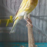 قناری ماده آماده کشیده|پرنده|رشت, جانبازان|دیوار