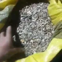 پوکه تخمه گل آفتاب.خوراک دام.میش.بز .بره