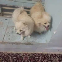 سگ پامر