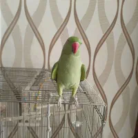 ملنگو دستی|پرنده|مبارکه, |دیوار