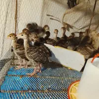 جوجه بوقلمون برنز۲۵روزه و ۷روزه و جوجه مرغ محلی