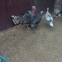 بوقلمون