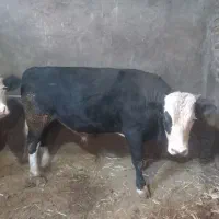 ۲عددگوساله نر