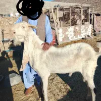 بز نر نژاد گلابی