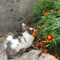 خرگوش سرحال