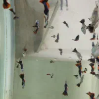 آکواریوم دریا ماهی جدید رسید|ماهی|بیرجند, |دیوار