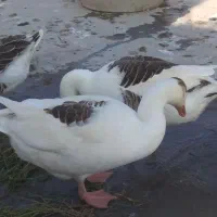 غازواردک چاق|حیوانات مزرعه|نگین شهر, |دیوار