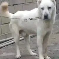 سگ الابای نر2ساله نگهبان گله ای ژرمن سرابی قدرجونی