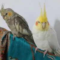 یک جفت عروس هلندی جوون بازیگوش|پرنده|مشهد, نیزه|دیوار