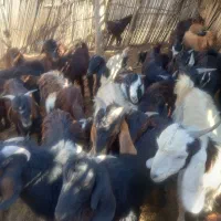 ۳۵ کهری نر و ماده