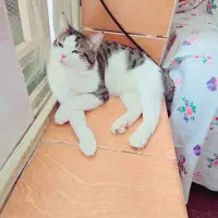 گربه نر