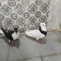 دوعددپرنده