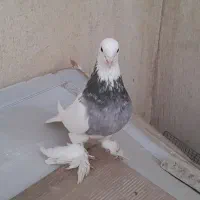 یه جفت نر و ماده طوقی سرور با جوجه یه جفت الماسی