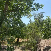زمین-باغ-در-تفرش