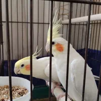 عروس هلندی جفت مولد