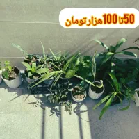 گل خانگی ارزان|گل و گیاه طبیعی|بروجرد, |دیوار