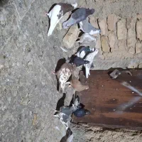 کفتر بهبونی پلاکی قاطی|پرنده|شیراز, شهرک کوشکک|دیوار