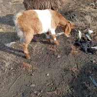 بزغاله ونرماده سالم