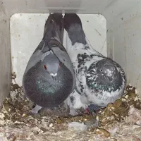 فروش تعدادی کبوتر|پرنده|هندیجان, |دیوار