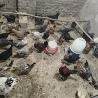 مرغ محلی تخم گذار