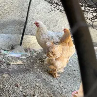 مرغ برهما اصیل و مولد|حیوانات مزرعه|قزوین, |دیوار