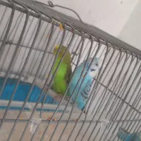 مرغ عشق نرومادهدرحالتخمگذارییهتخمدارن