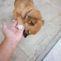 سگ میکس اشپیتز|سگ|گلبهار, نوبهار|دیوار