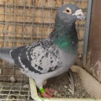 کبوتر پلاکی مسافتی|پرنده|تهران, باشگاه نفت|دیوار