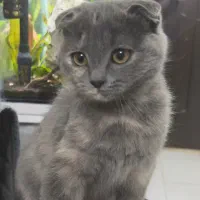 توله های اسکاتیش فولد|گربه|شیراز, معالی‌آباد|دیوار