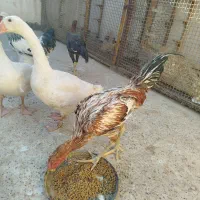 مرغ و خروس لاری اصل و برهما|حیوانات مزرعه|مشهد, شهید آوینی|دیوار