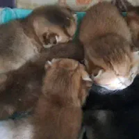 پیش فروش توله های اسکاتیش گلد