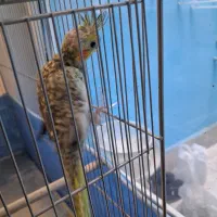 عروس هلندی نر و ماده|پرنده|مشهد, عبادی|دیوار