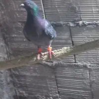 کفتر جفتگاه پرشی|پرنده|مشهد, کشف|دیوار