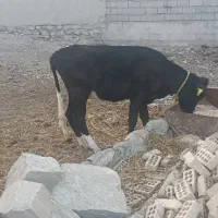 گوساله ماده نمونه