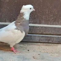 کفتر طوقی|پرنده|حمیدیا, |دیوار