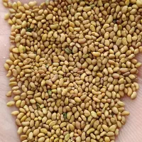 تخم (بذر)یونجه گلوان|خدمات باغبانی و درختکاری|مرند, |دیوار