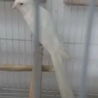 قناری رسمی نر|پرنده|قائم‌شهر, |دیوار