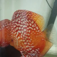 دیسکس رد رفلشیا تاپ گرید غذا خور