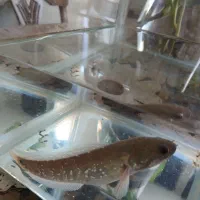 ماهی سالم چاتای ماری