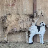 فروش دوراس شیشک بختیاری دوبره ای و یه بره ای|حیوانات مزرعه|طسوج, |دیوار