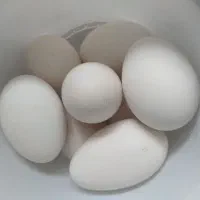 تخم غاز نطفه دار