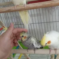 جوجه عروس هلندی|پرنده|بروجرد, |دیوار