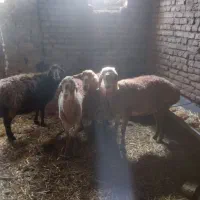 سلام دوراس کاور دوراس میش جوان